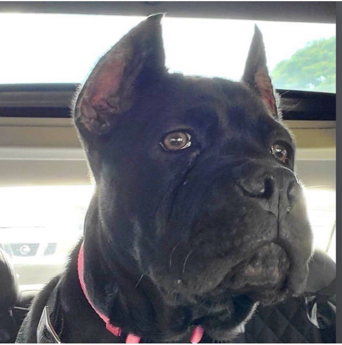 Pit Bull Puppy - Honolulu, HI - Kokua Pet Clinic