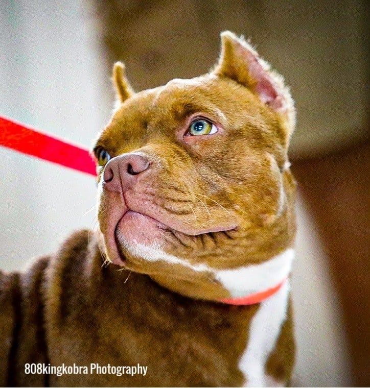 Small Pit Bull - Honolulu, HI - Kokua Pet Clinic