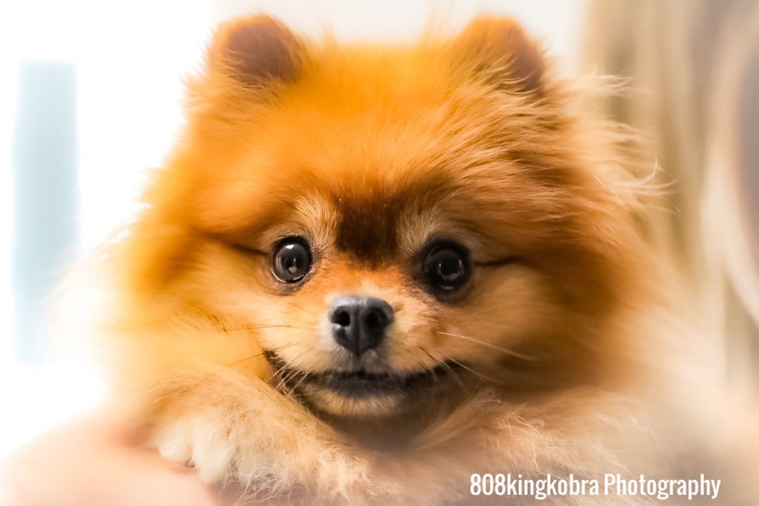 Pomeranian - Honolulu, HI - Kokua Pet Clinic
