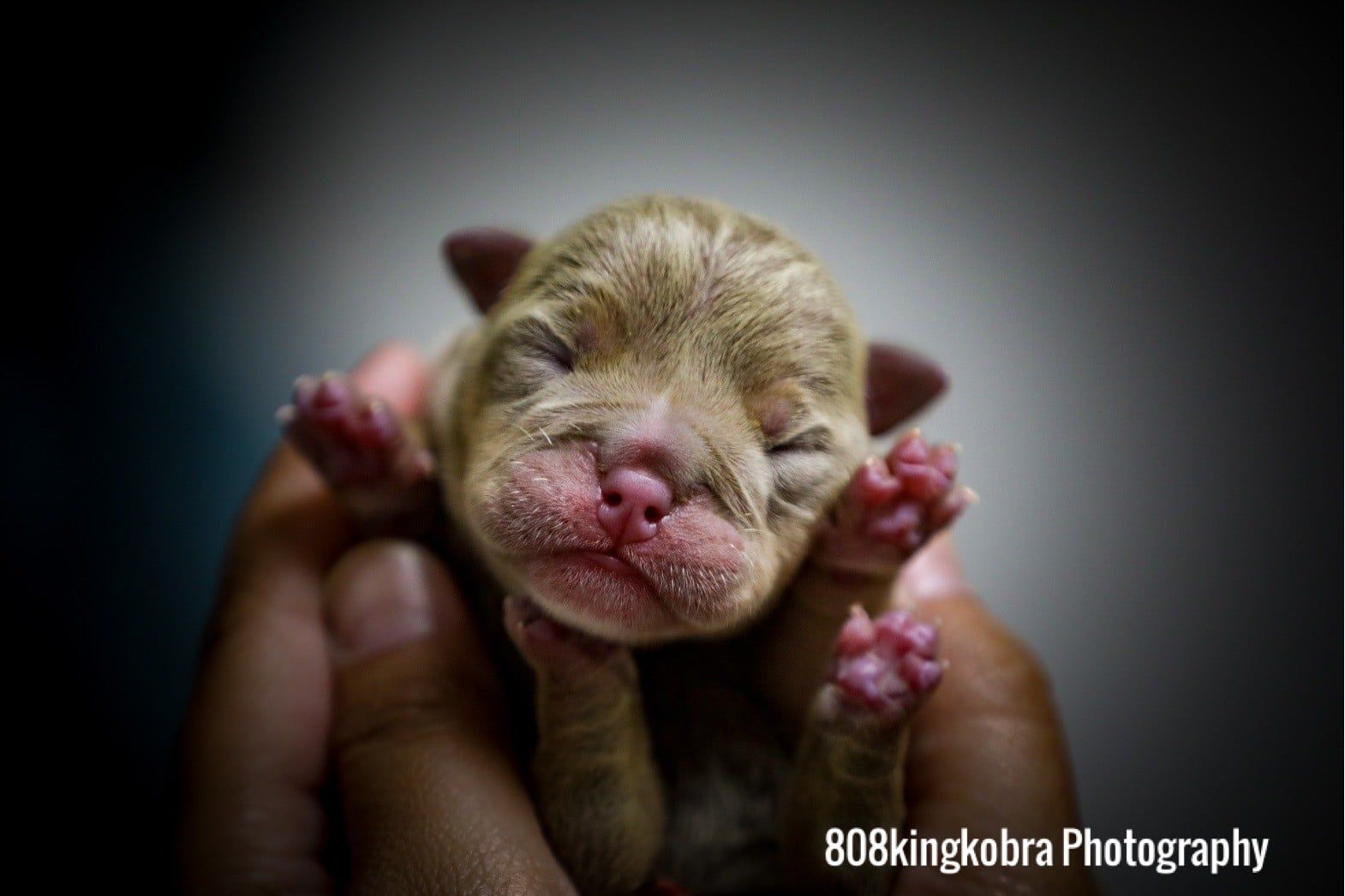 Sleeping Baby Pug - Honolulu, HI - Kokua Pet Clinic