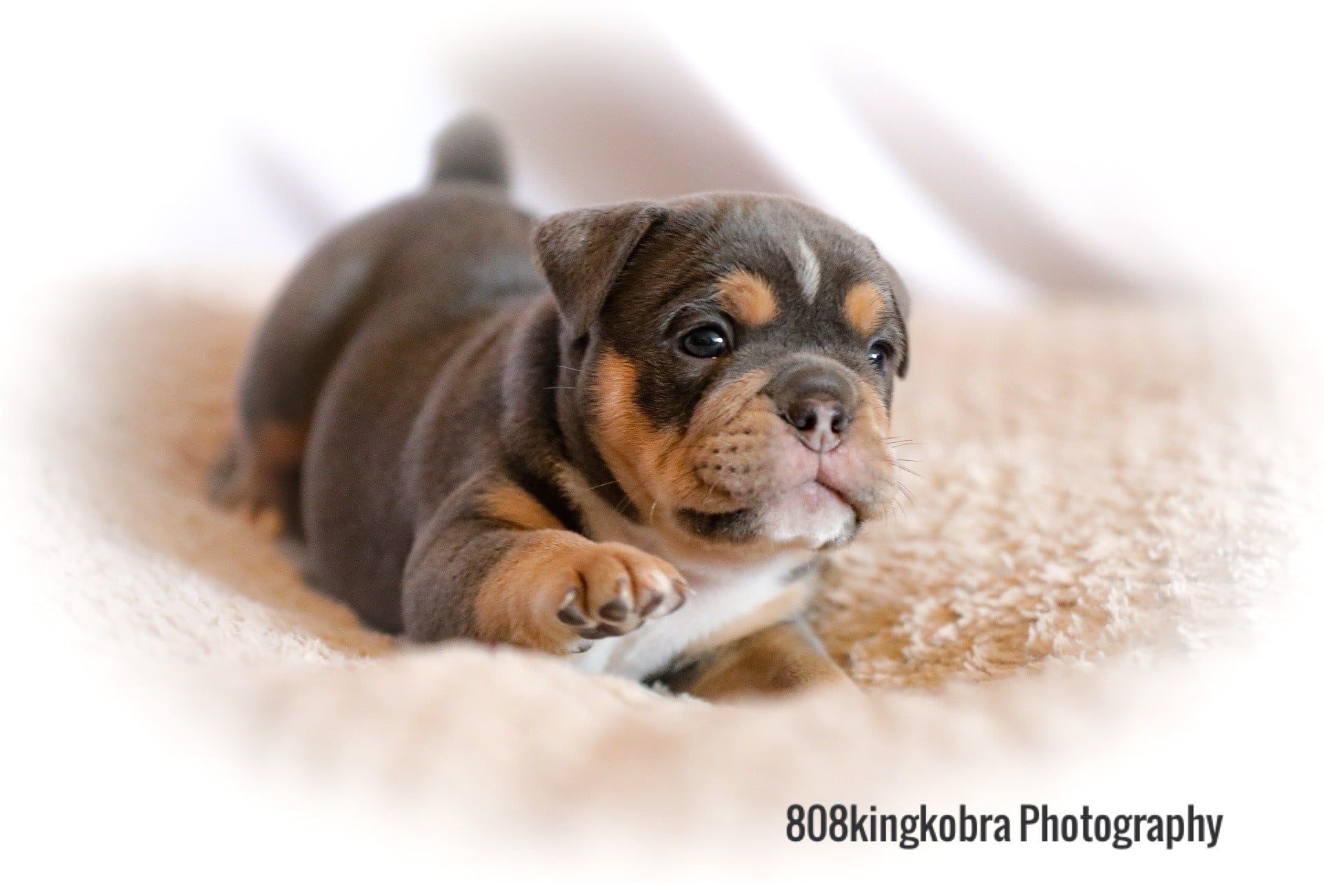 Baby Pug - Honolulu, HI - Kokua Pet Clinic