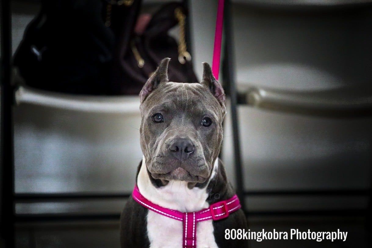 Puppy On Pink Leash - Honolulu, HI - Kokua Pet Clinic