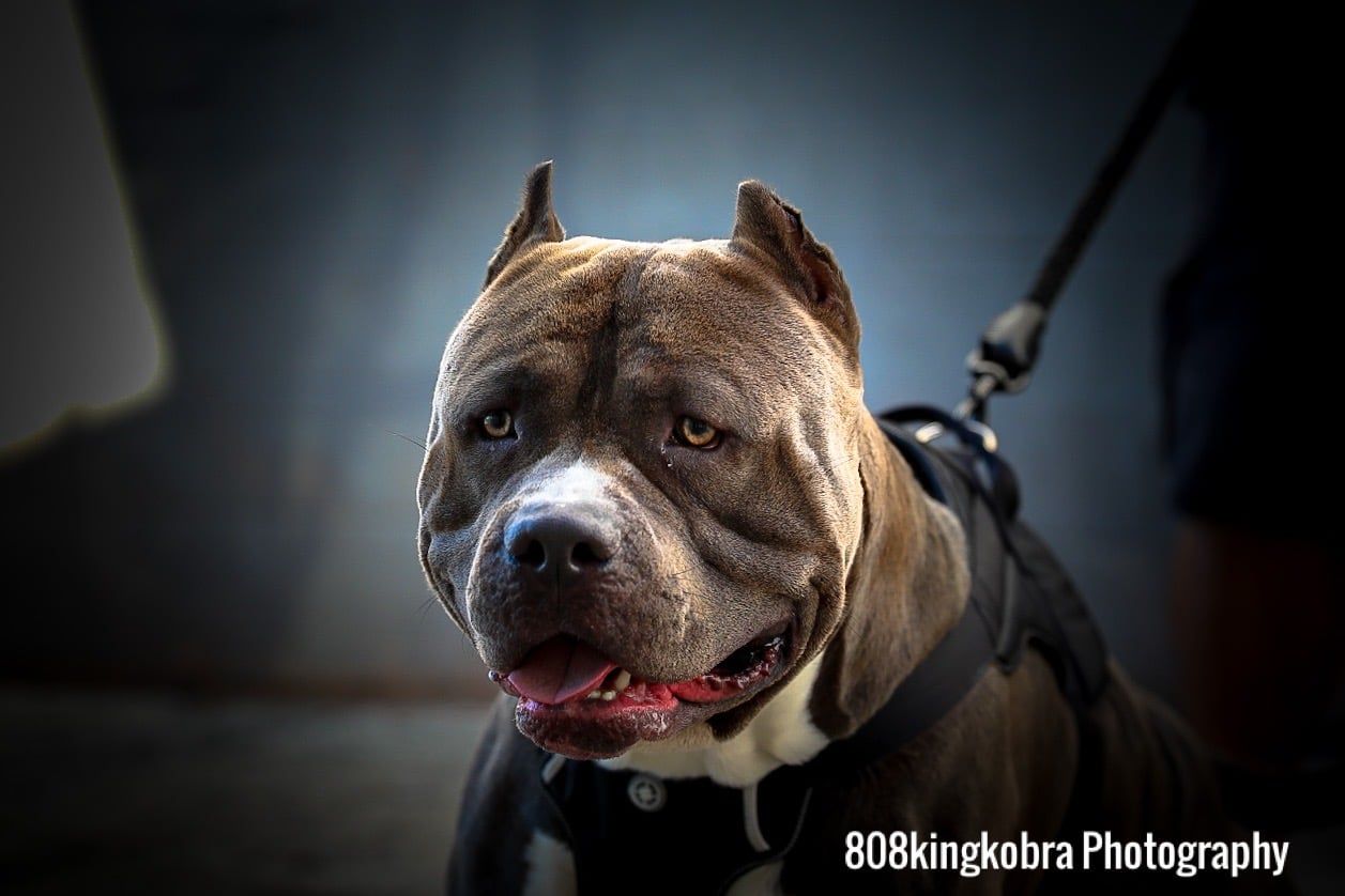 Staffordshire Terrier - Honolulu, HI - Kokua Pet Clinic