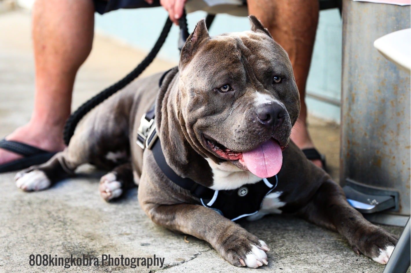 Dog Laying Down - Honolulu, HI - Kokua Pet Clinic