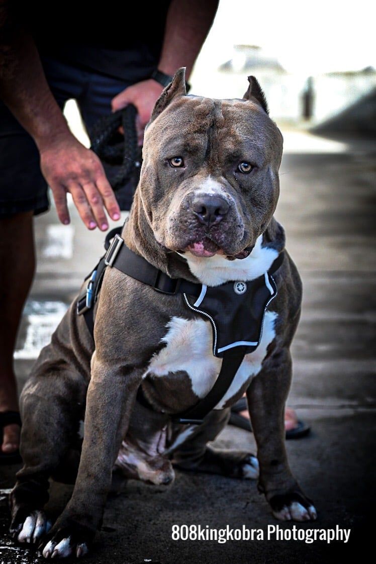 Staffordshire Standing - Honolulu, HI - Kokua Pet Clinic