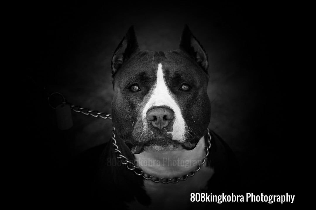 Dog Black And White - Honolulu, HI - Kokua Pet Clinic