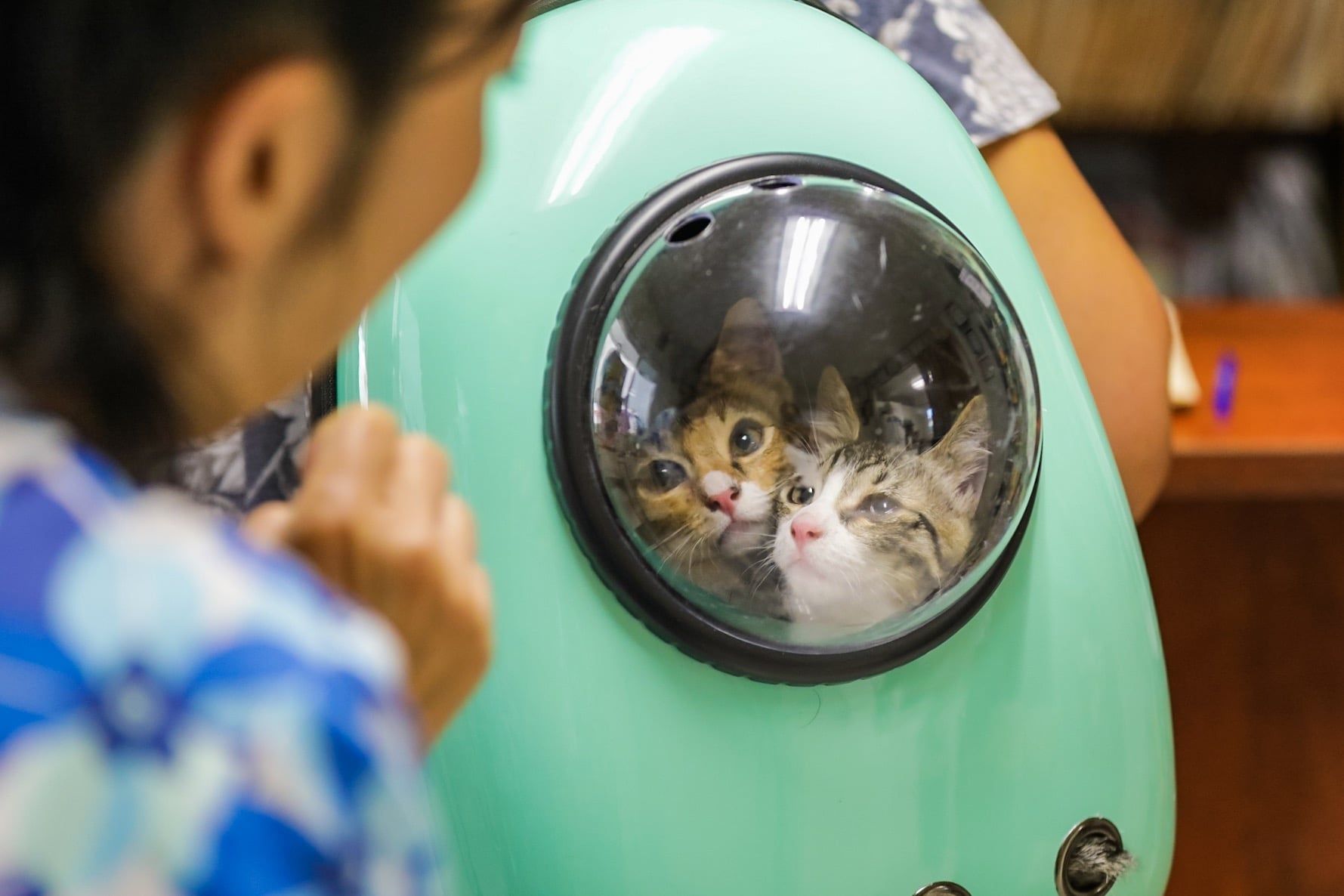Cats On Cat Backpack - Honolulu, HI - Kokua Pet Clinic