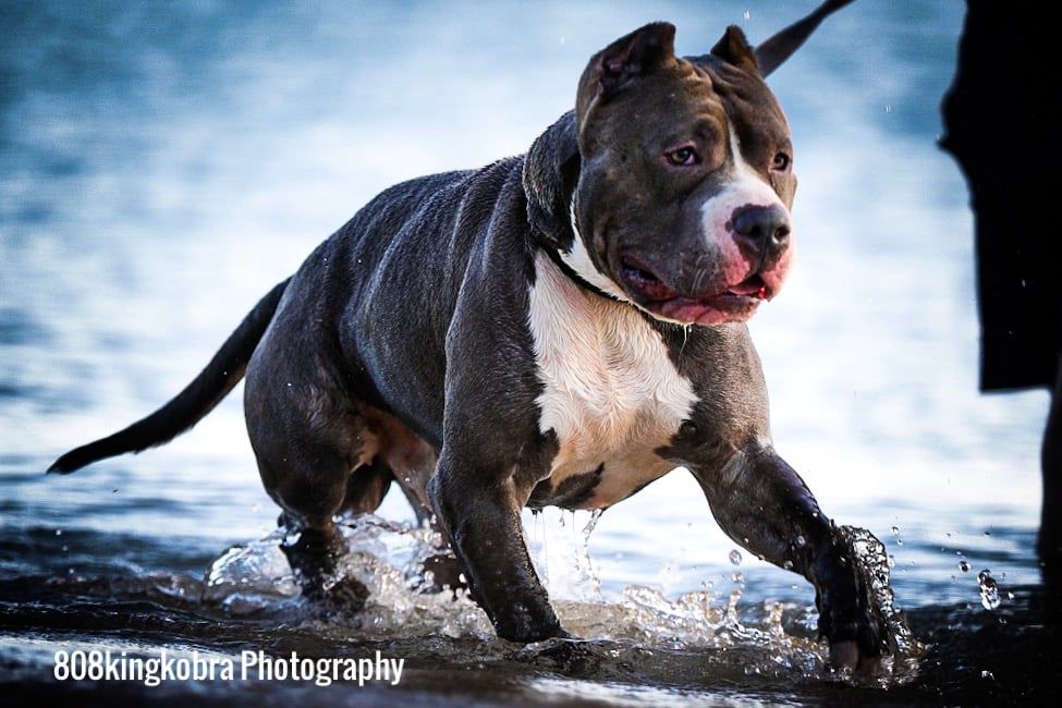 Staffordshire Bull Terrier - Honolulu, HI - Kokua Pet Clinic