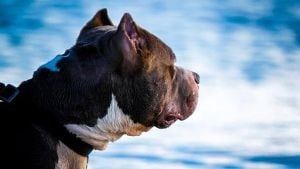 Bull Terrier - Honolulu, HI - Kokua Pet Clinic