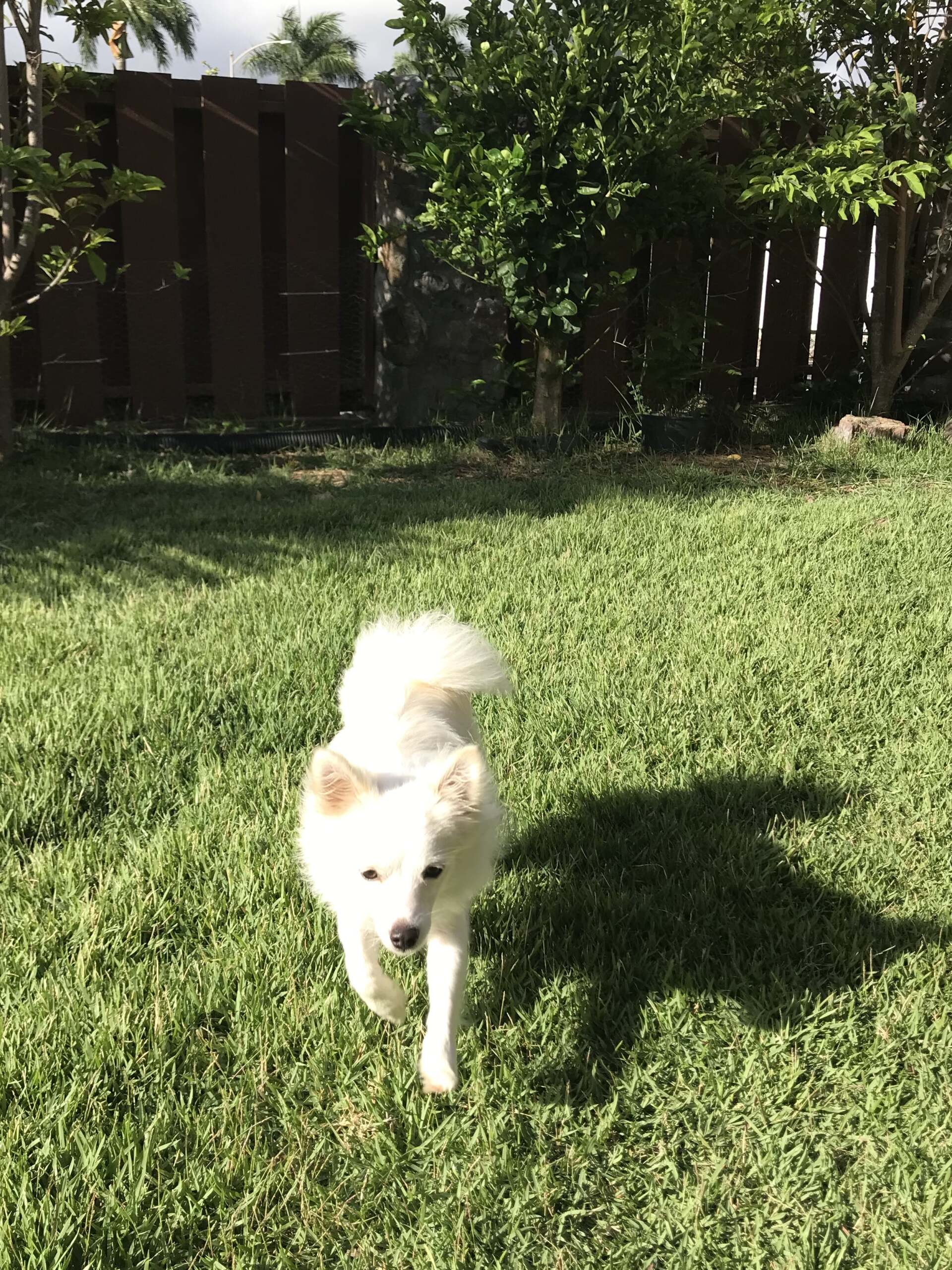 White Samoyed - Honolulu, HI - Kokua Pet Clinic