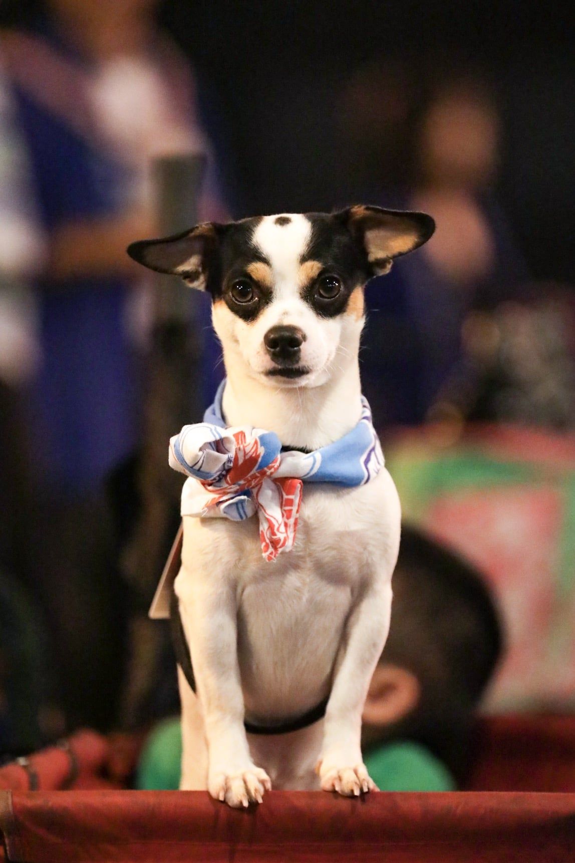 Miniature Fox Terrier - Honolulu, HI - Kokua Pet Clinic
