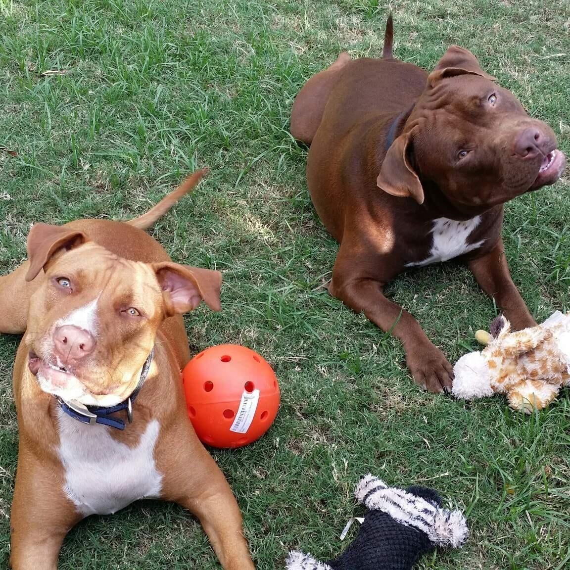 Dogs Curious About Owner - Honolulu, HI - Kokua Pet Clinic