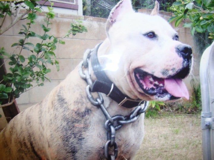 Pit Bull - Honolulu, HI - Kokua Pet Clinic