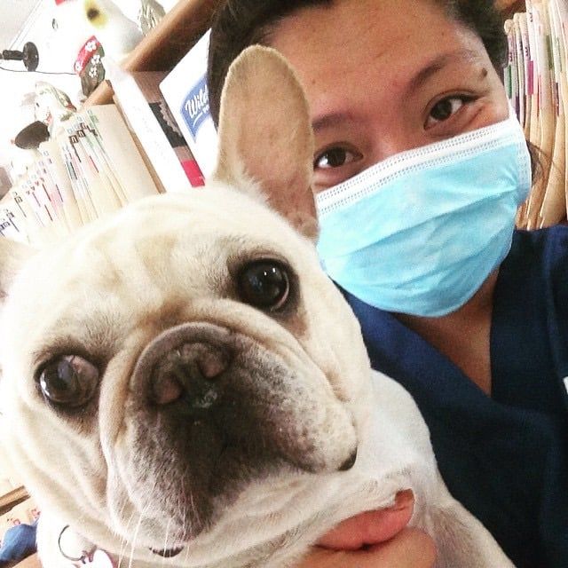 Dog With The Veterinarian - Honolulu, HI - Kokua Pet Clinic