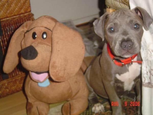 Puppy With A Stuff Toy - Honolulu, HI - Kokua Pet Clinic