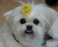 Puppy With Flower Clip - Honolulu, HI - Kokua Pet Clinic