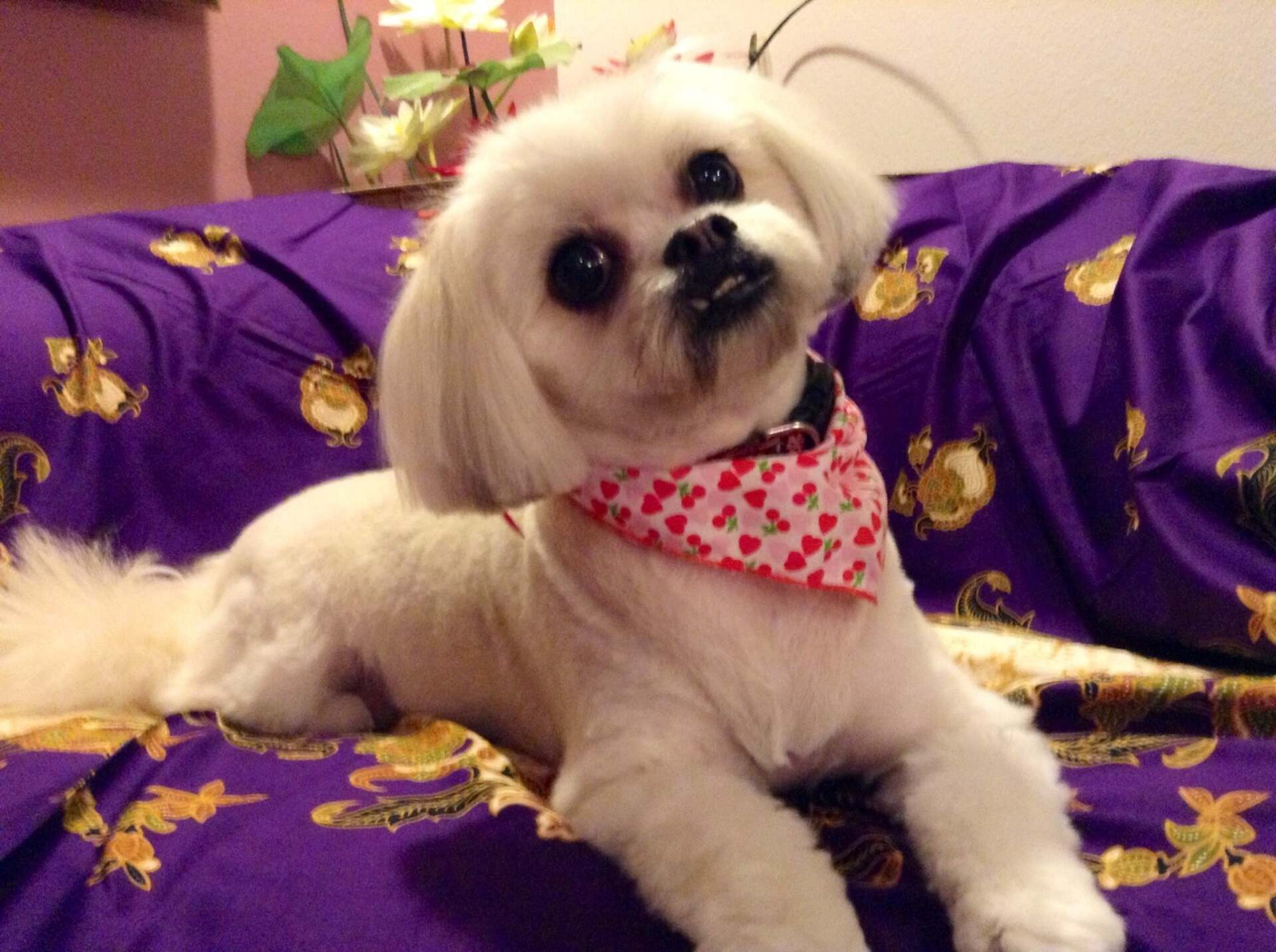 Dog On The Couch - Honolulu, HI - Kokua Pet Clinic