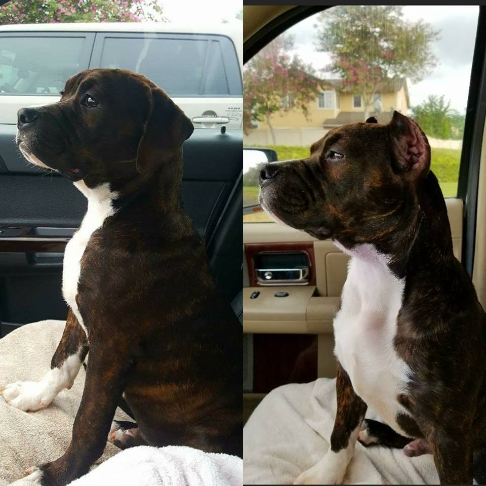 Before And After Bull Terrier - Honolulu, HI - Kokua Pet Clinic