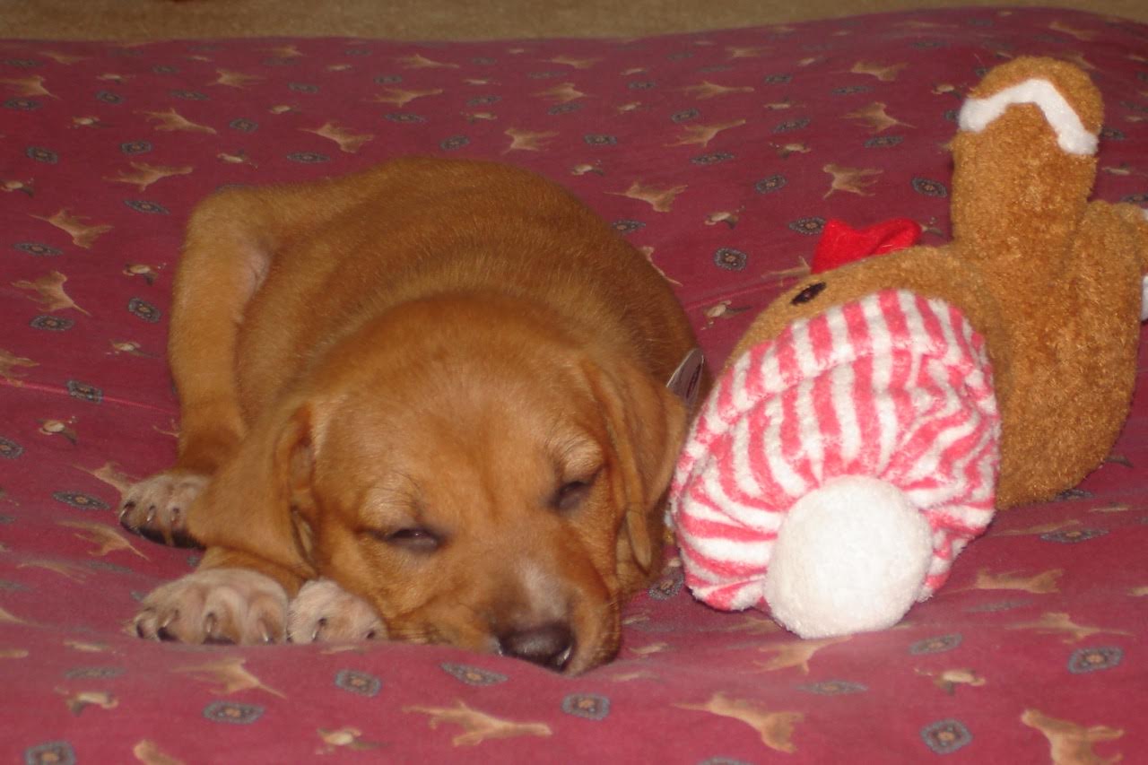 Puppy Sleeping - Honolulu, HI - Kokua Pet Clinic