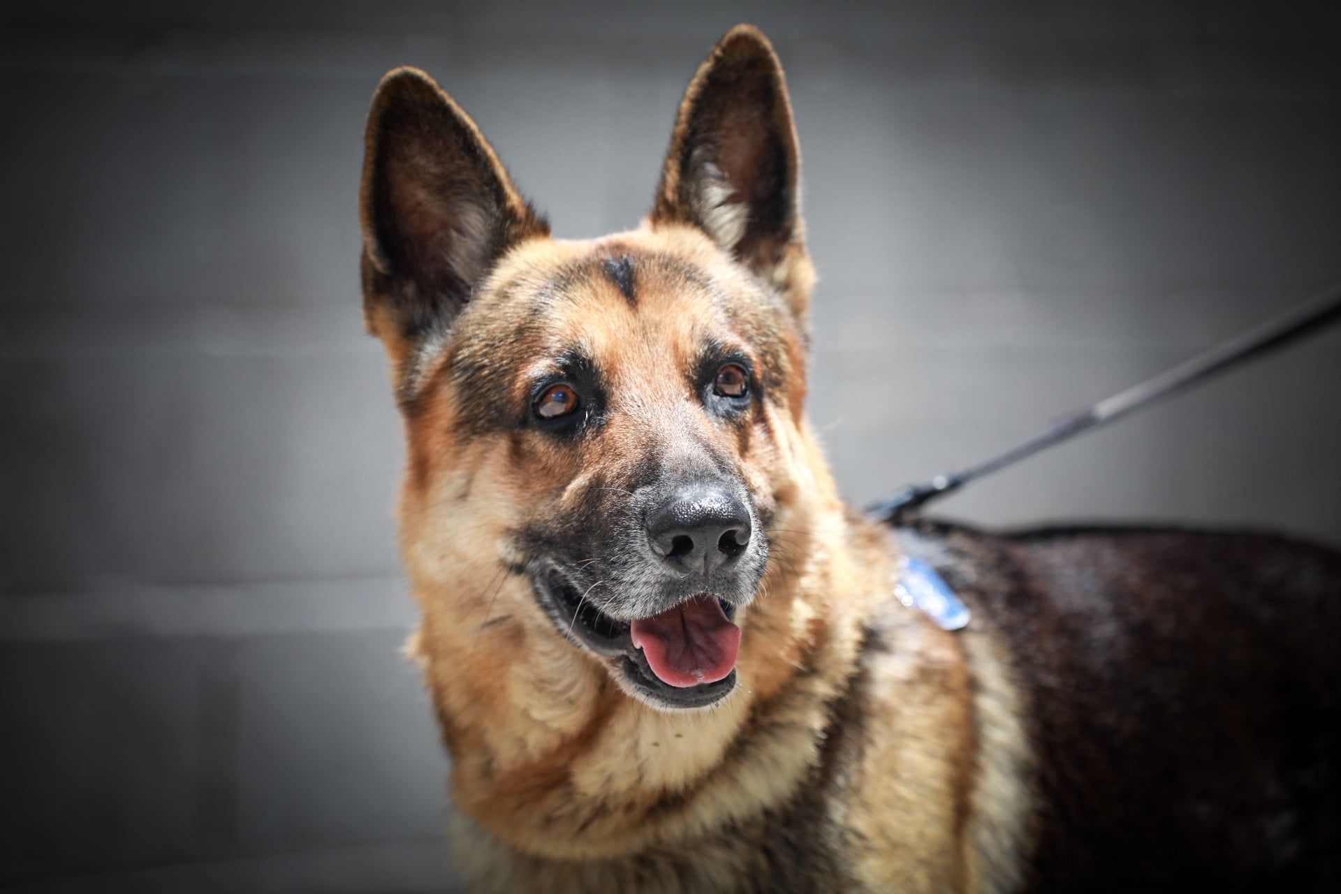 German Shepherd - Honolulu, HI - Kokua Pet Clinic