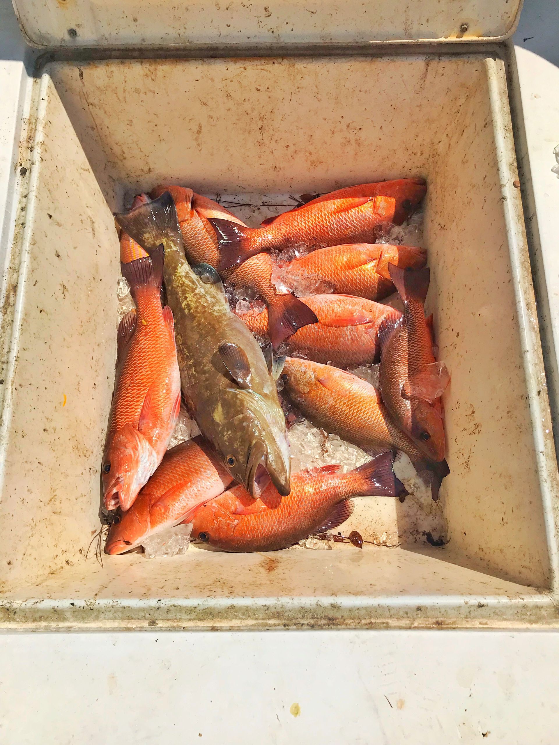 Apalachicola, FL Fishing Adventure - Williams Fishing Adventure