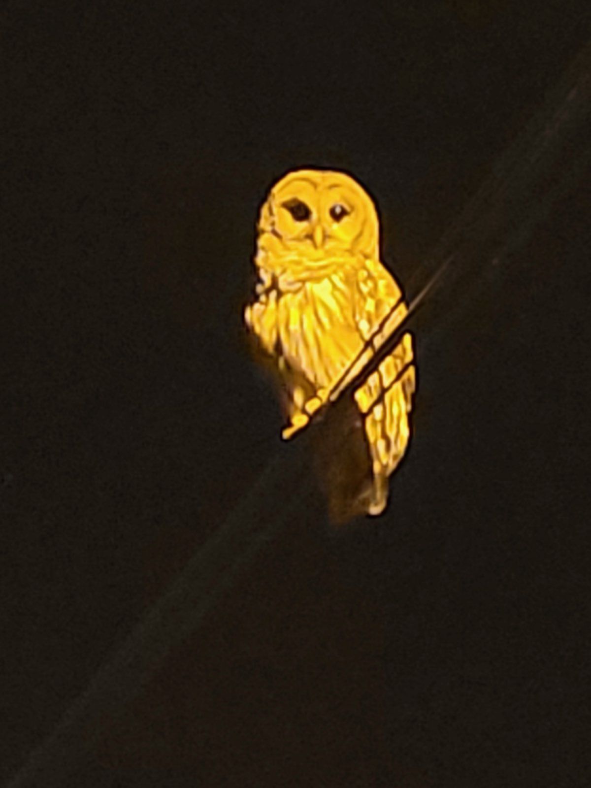 A yellow owl is sitting on a tree branch at night