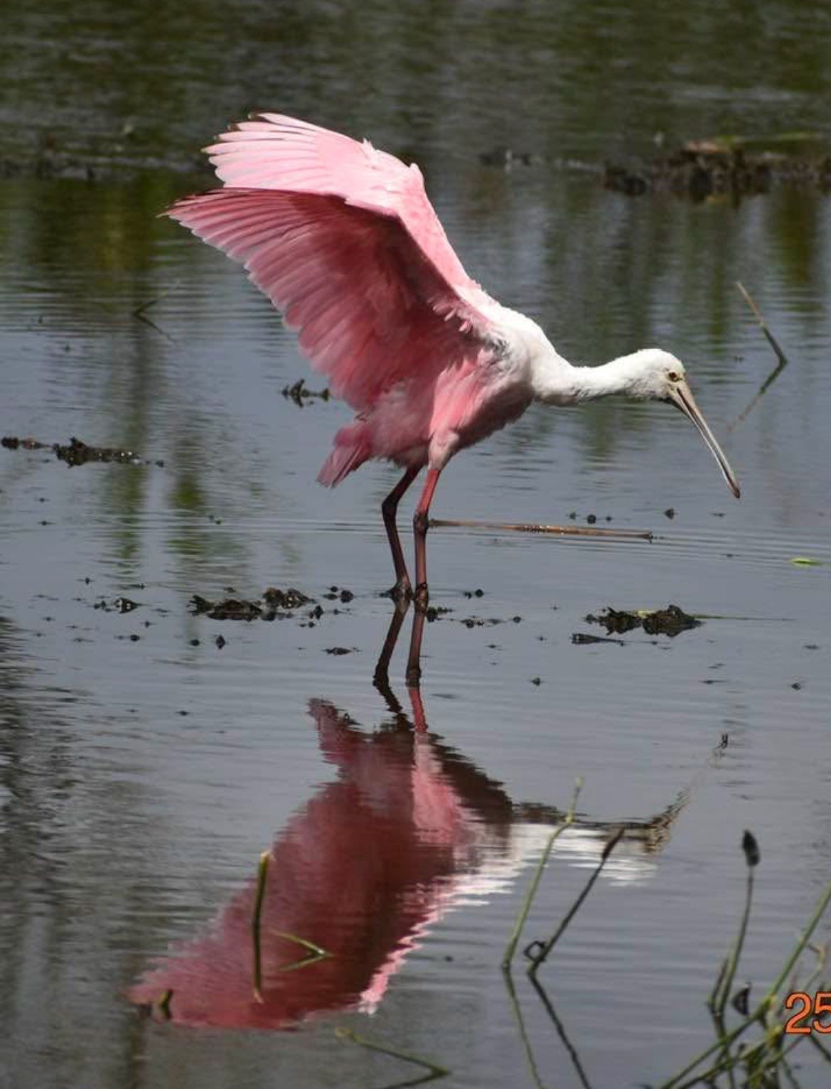 A pink and white bird is standing in the water