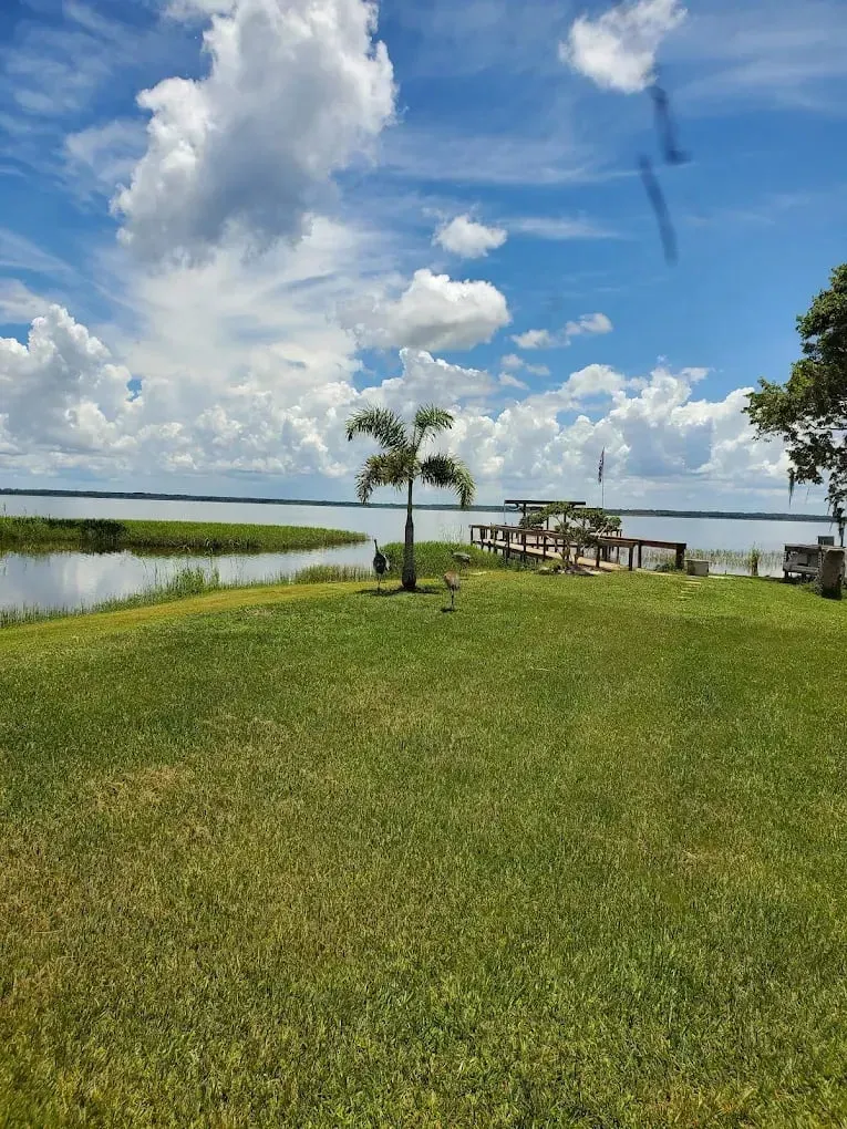 A lush green field next to a body of water with a palm tree in the foreground.