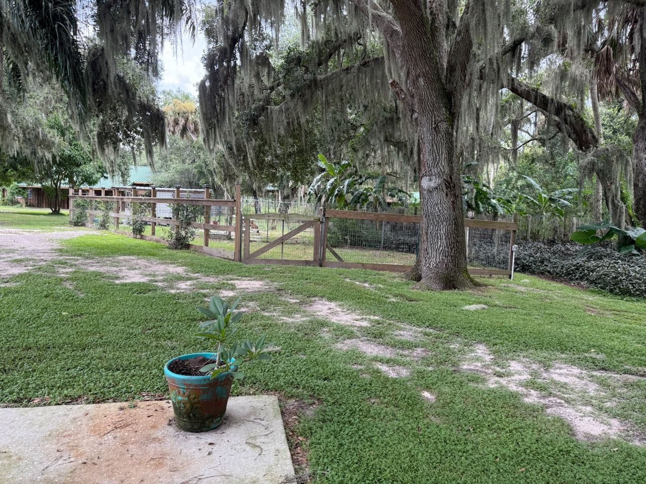 A potted plant is sitting in the grass in front of a wooden fence.