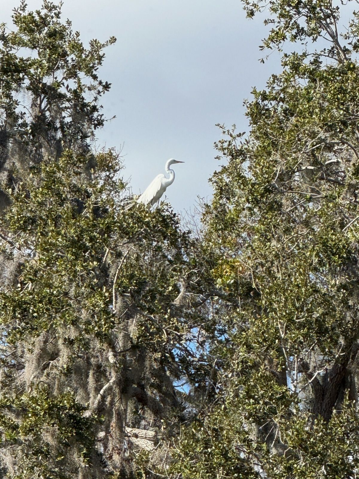 A white bird perched on top of a tree