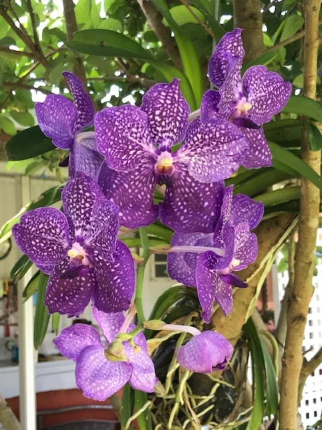 A bunch of purple flowers are hanging from a tree.