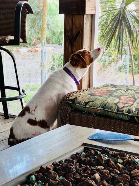 A brown and white dog with a purple collar is looking out a window.