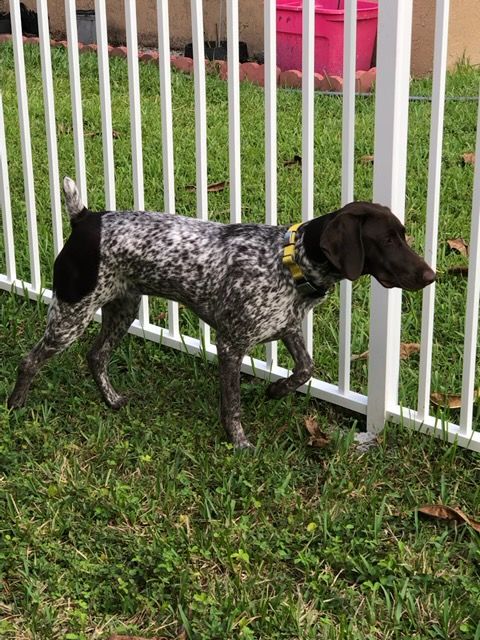 A dog is standing in the grass next to a white fence.