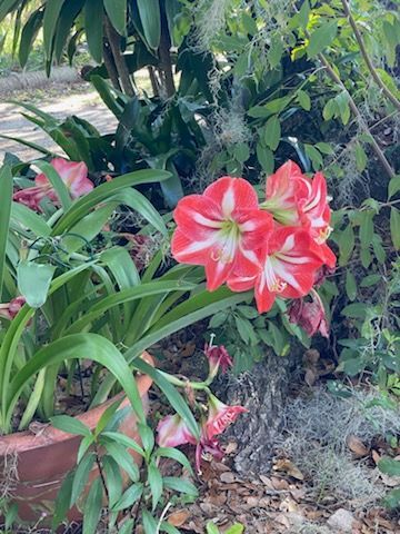 A bunch of red and white flowers are growing in a garden.