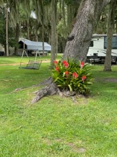 A rv is parked in a grassy area next to a tree with red flowers.