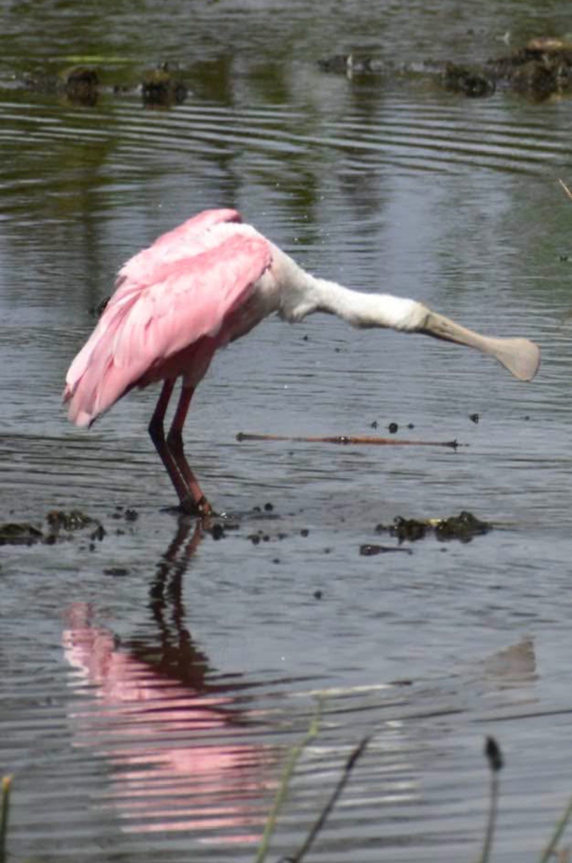 A pink and white bird is standing in the water