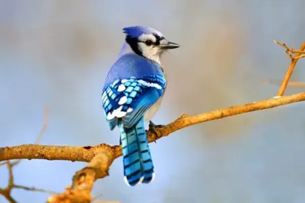 A blue jay perched on a tree branch.