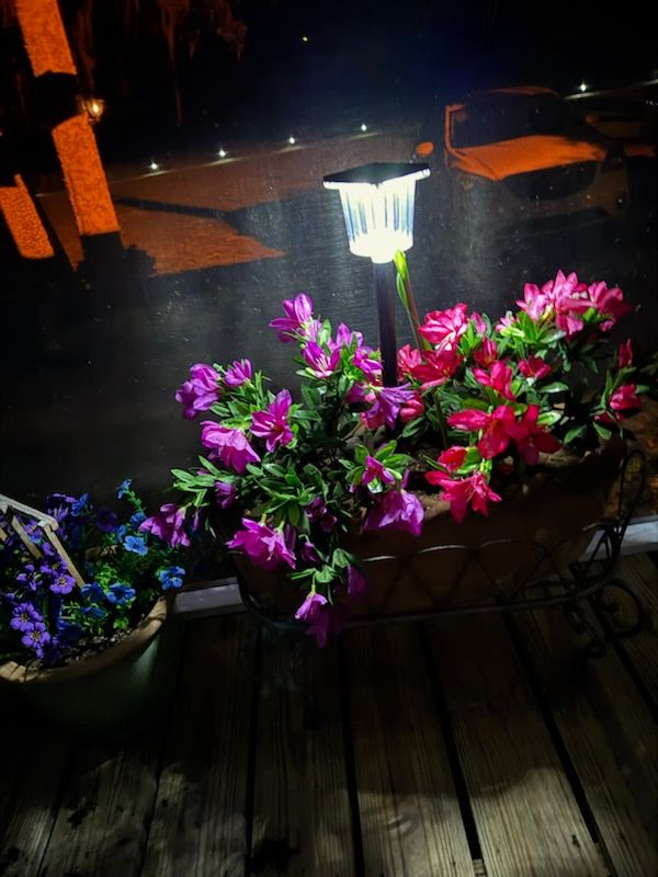 A potted plant with purple flowers and a solar light on a wooden deck at night.