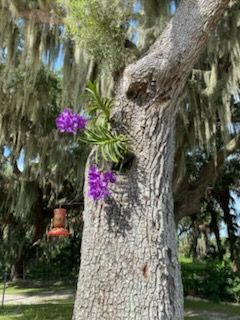 A tree with purple flowers growing out of it.