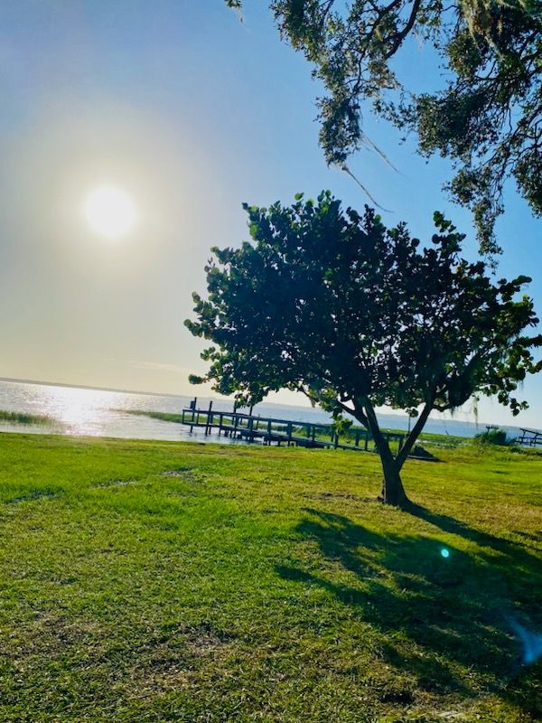 A tree is in the middle of a grassy field near a body of water.
