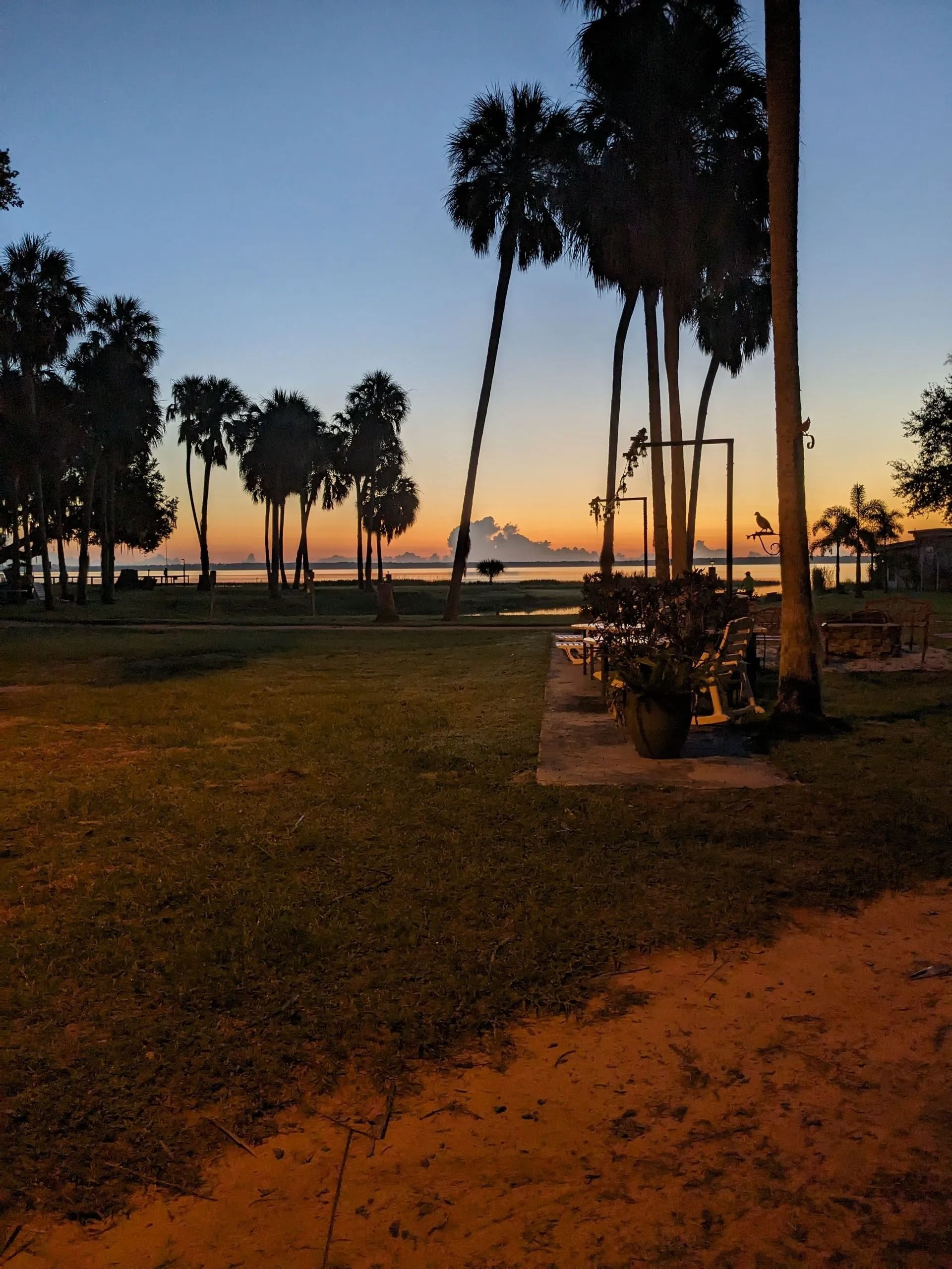 A sunset with palm trees in the foreground