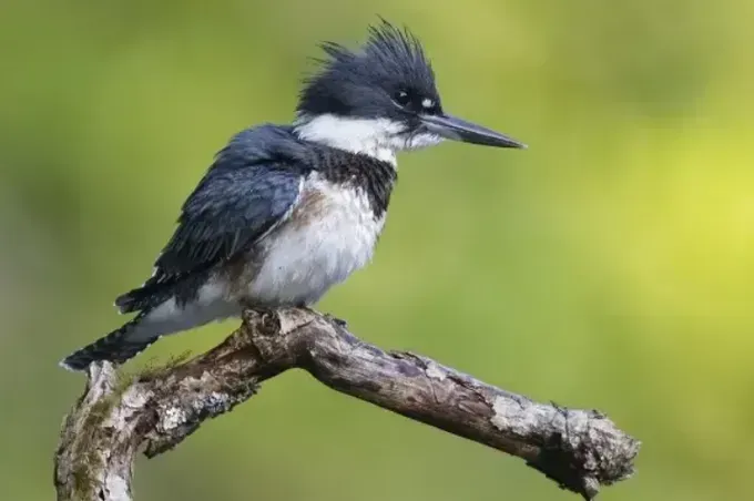 A black and white bird perched on a tree branch.