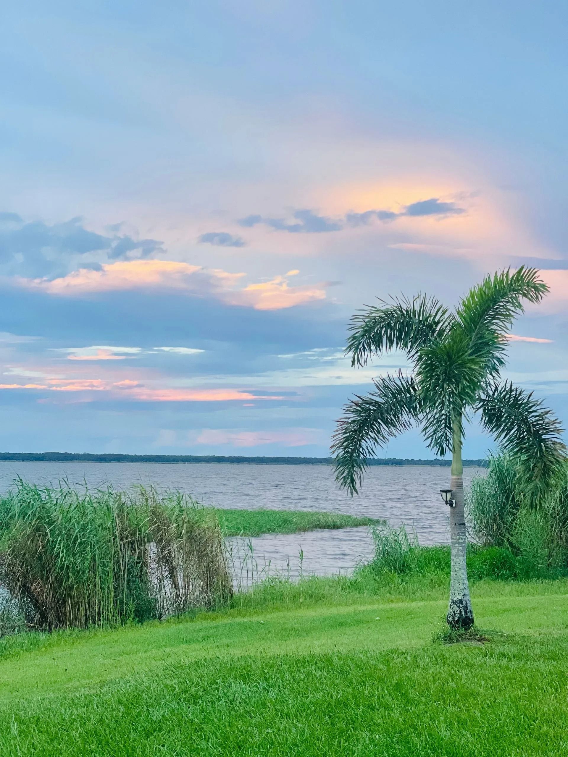 A palm tree is standing in the grass near a body of water.