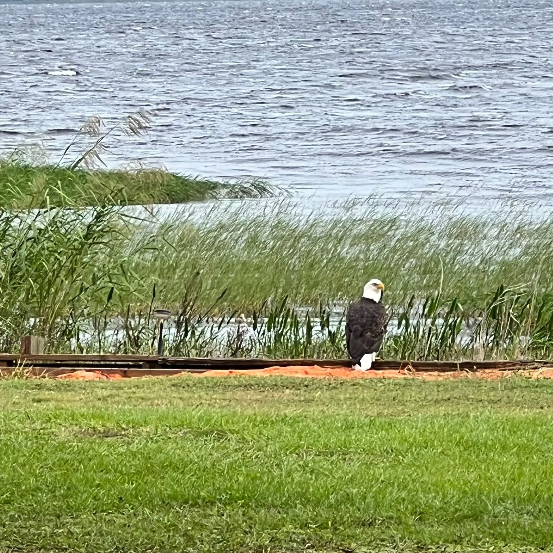A bald eagle is sitting on the grass near a body of water.