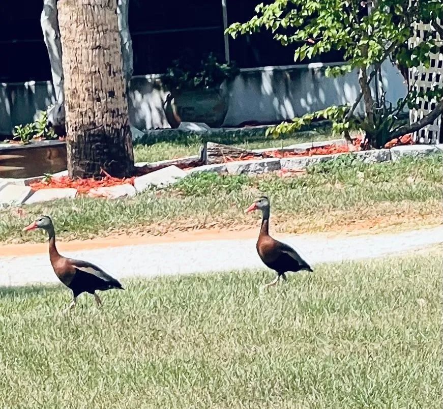 Two ducks are walking across a lush green field