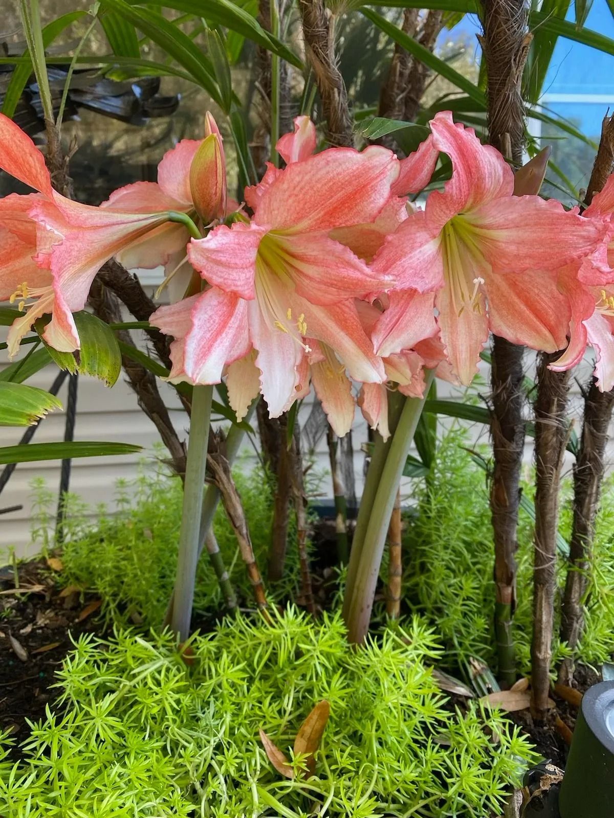 A bunch of pink flowers are growing on a tree.
