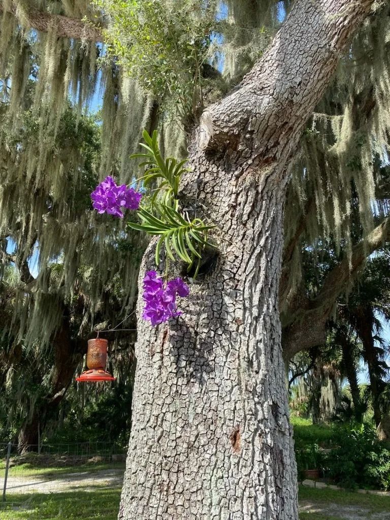 A tree with purple flowers growing out of it.