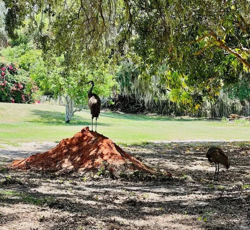 Two birds are standing on top of a pile of dirt in a park.