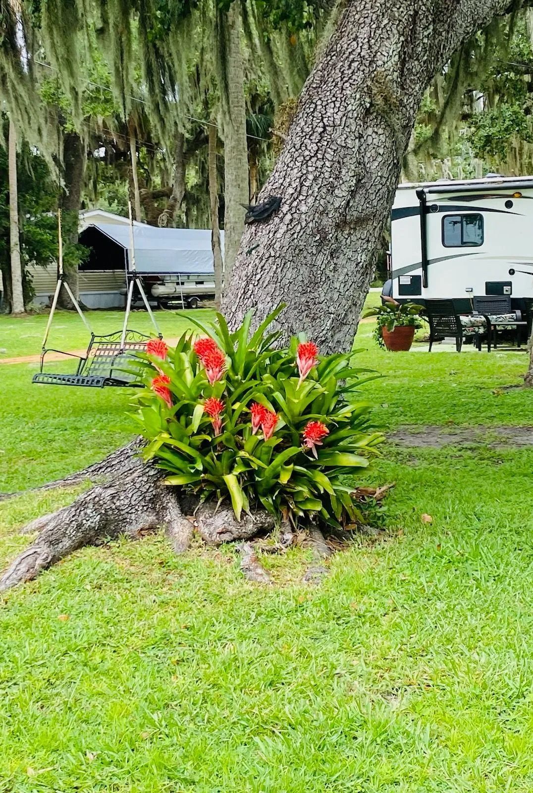 A rv parked in a grassy field next to a tree with flowers growing out of it.