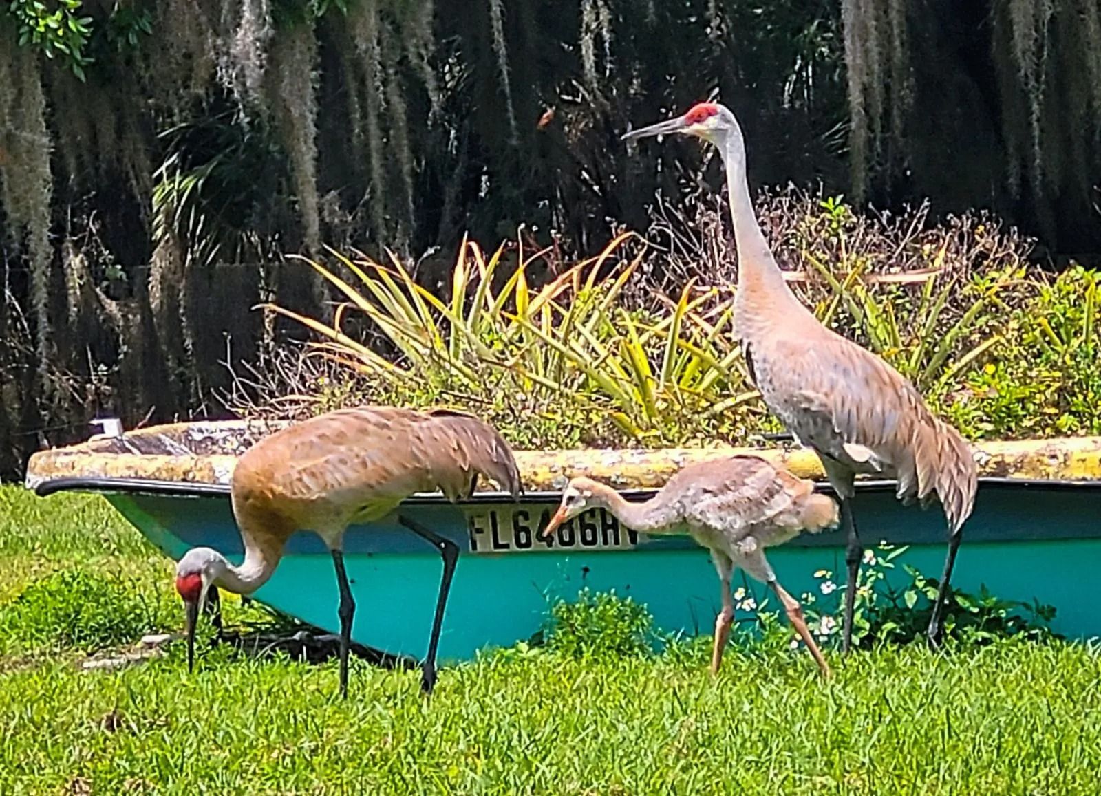 Three birds are standing in the grass near a boat with a license plate that says l646bh